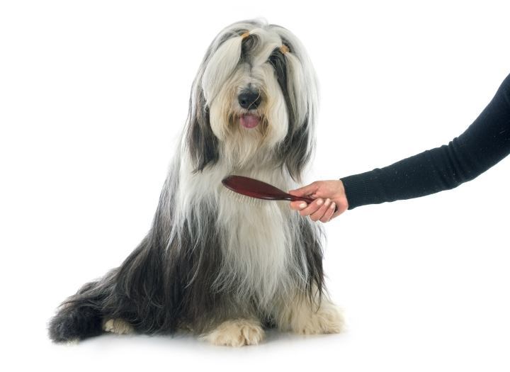 What is the Best Dog Brush for a Shedding Dog? HerePup!